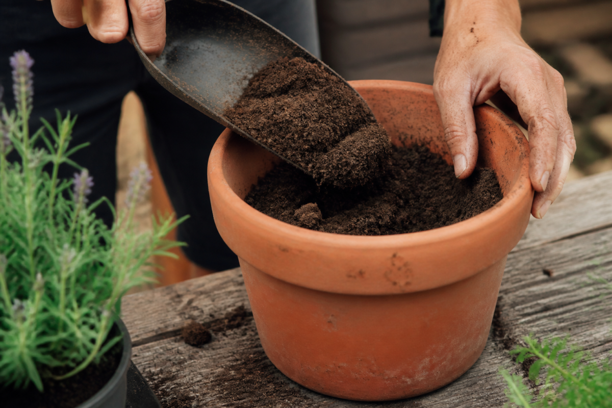 Mains versant du terreau brun dans un pot de fleurs