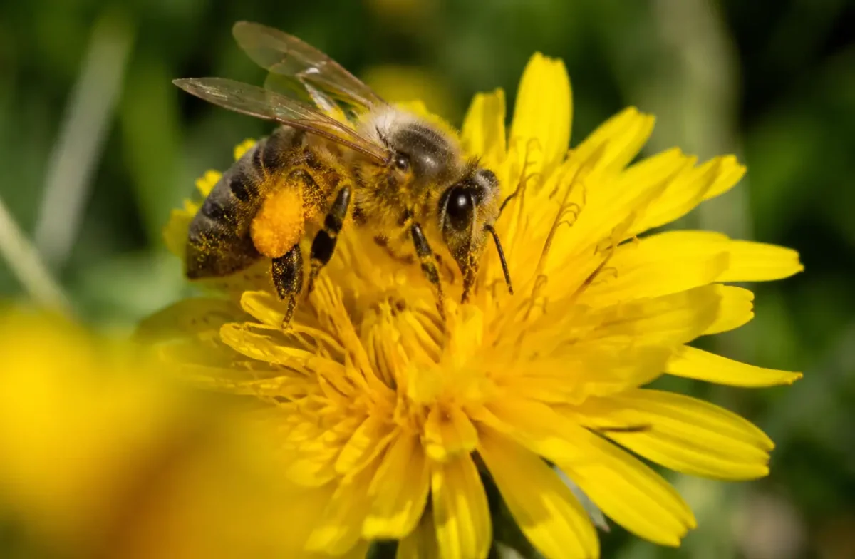 Abeille posee sur fleur jaune, pattes couvertes de pollen