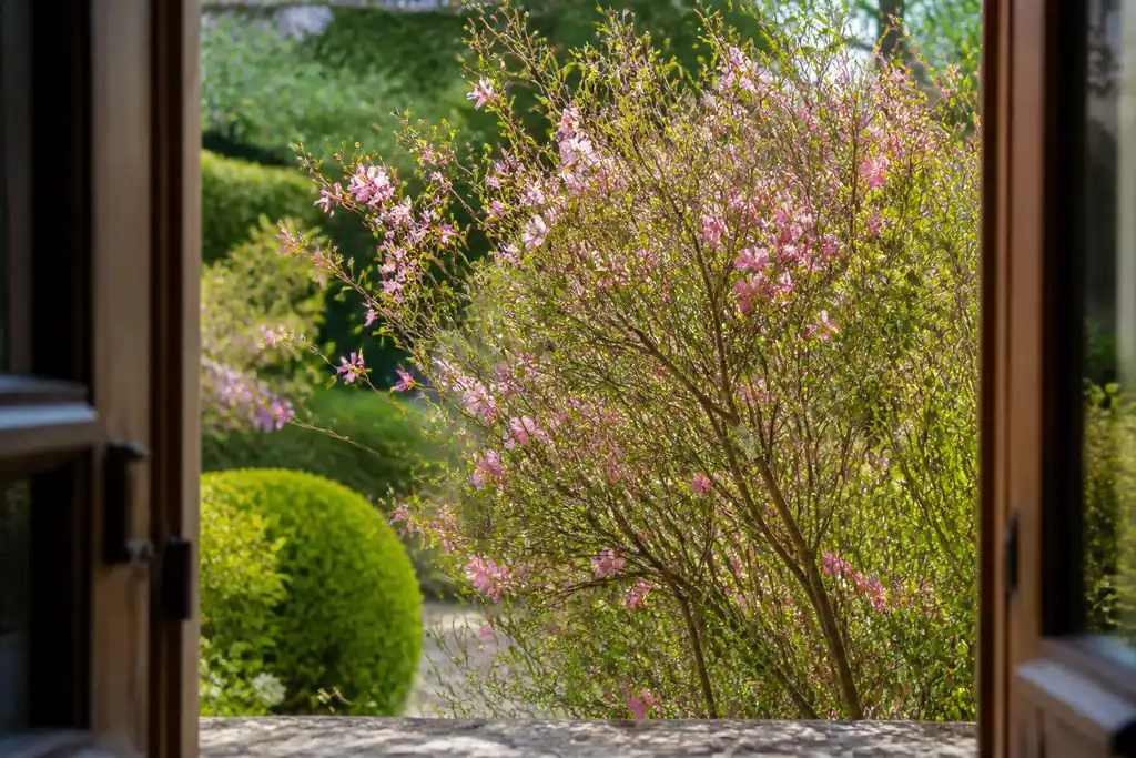 Jardin avec arbuste aux fleurs roses et branches fines