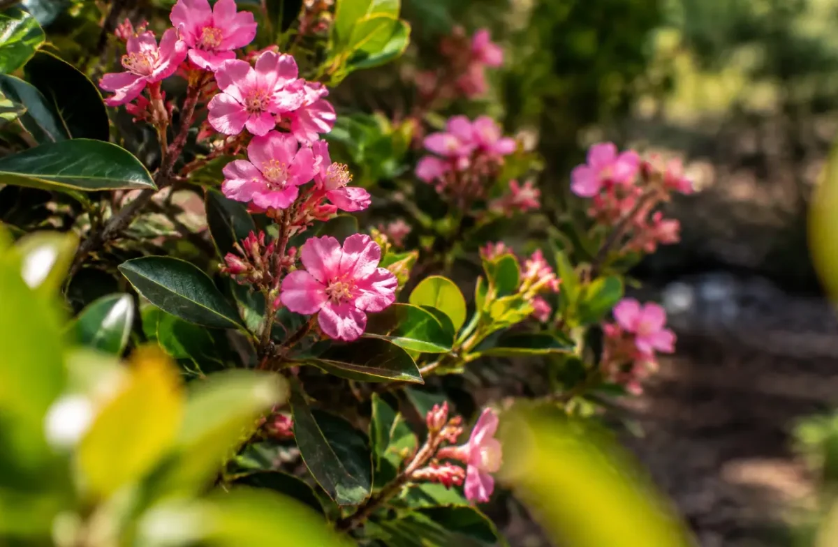 Arbuste taille en plein soleil, fleurs roses sur courtes branches