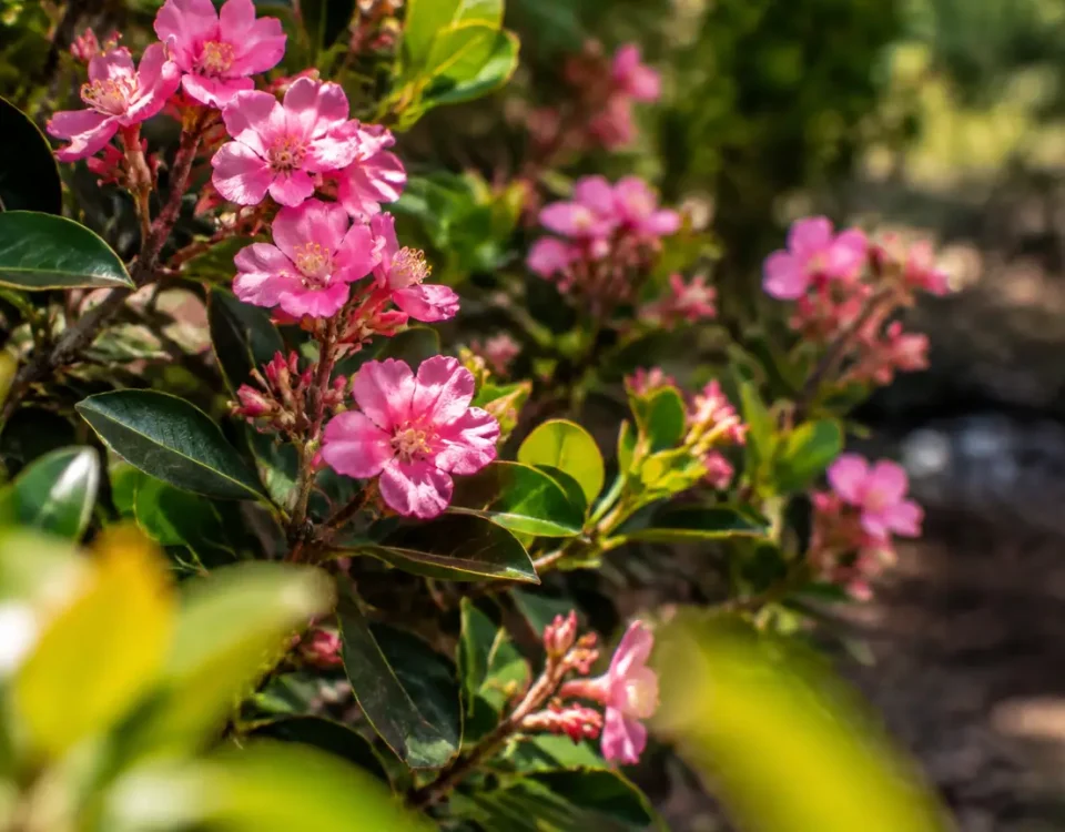 Arbuste taille en plein soleil, fleurs roses sur courtes branches