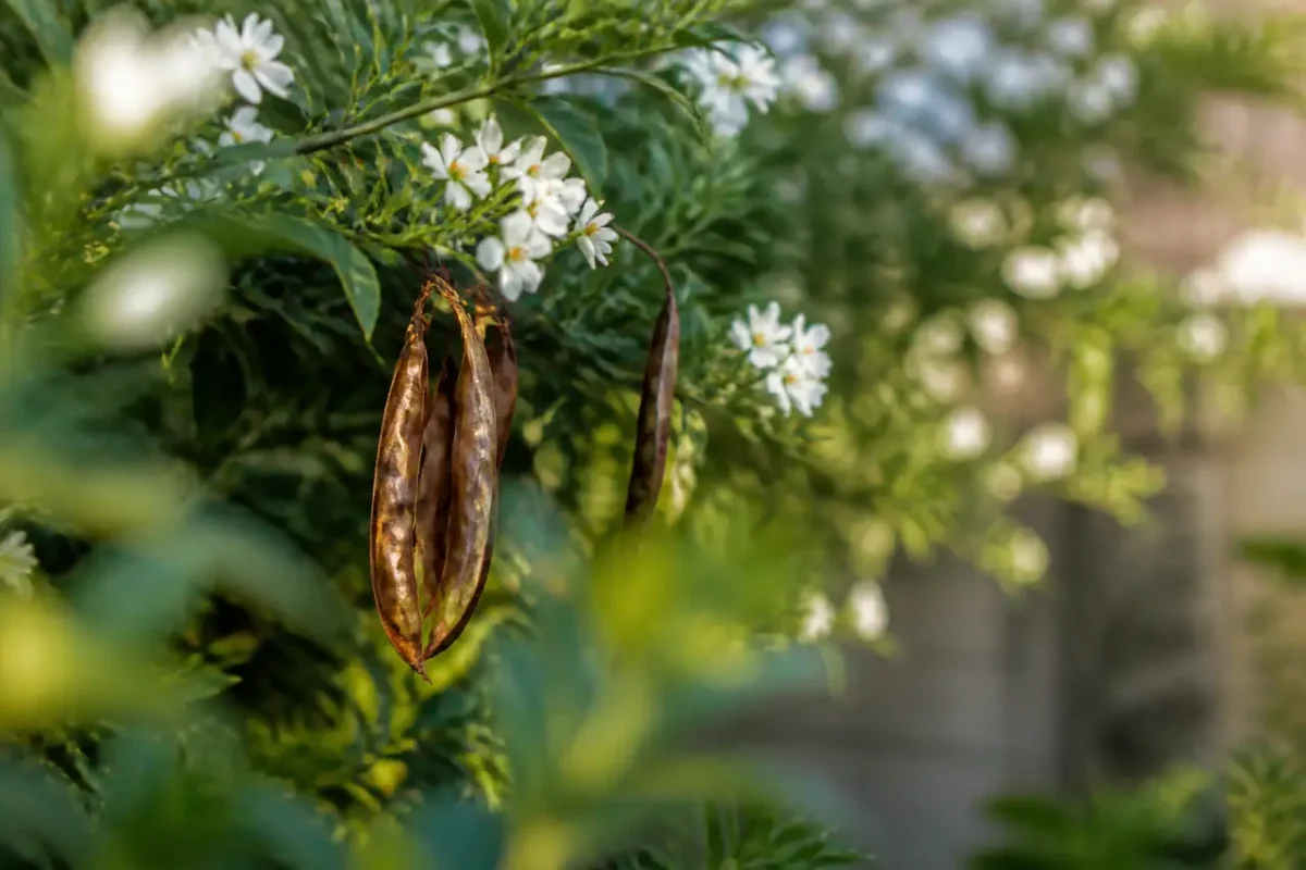 Quelques gousses brunes pendantes sur un arbuste fleuri