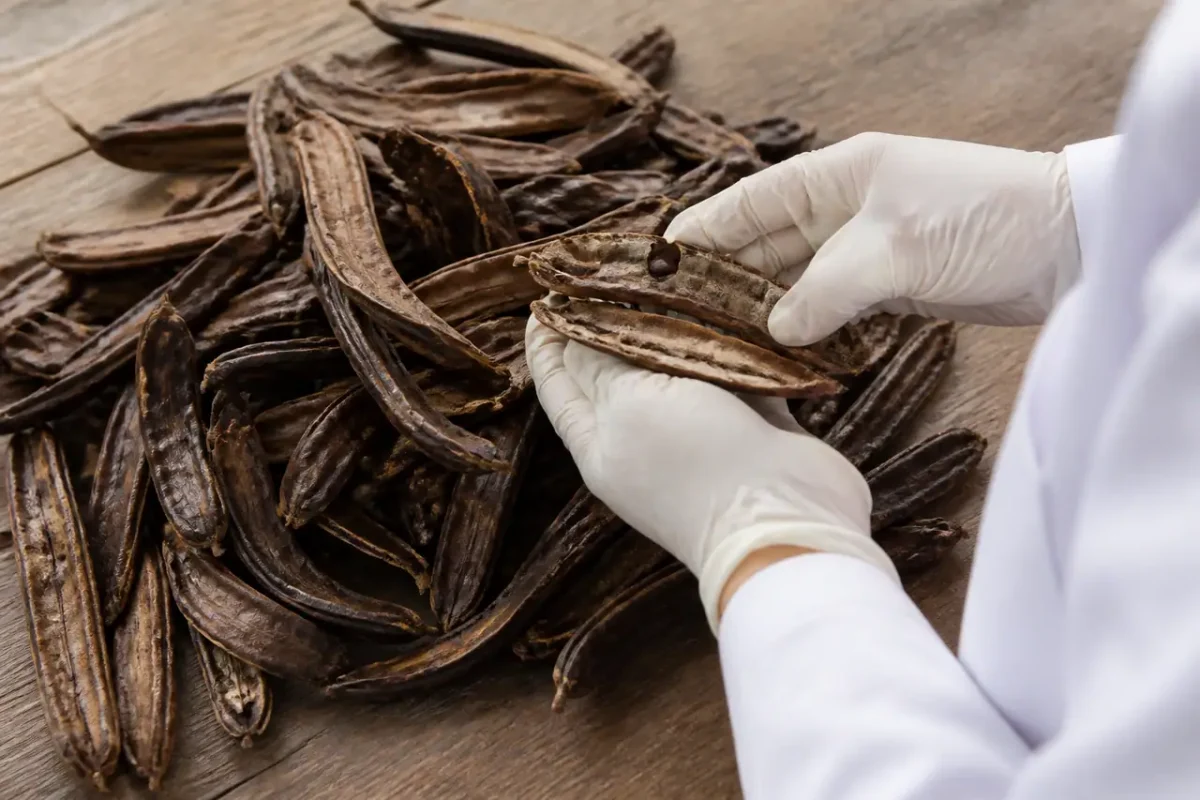 Gousses brunes seches sur table en bois avec gants
