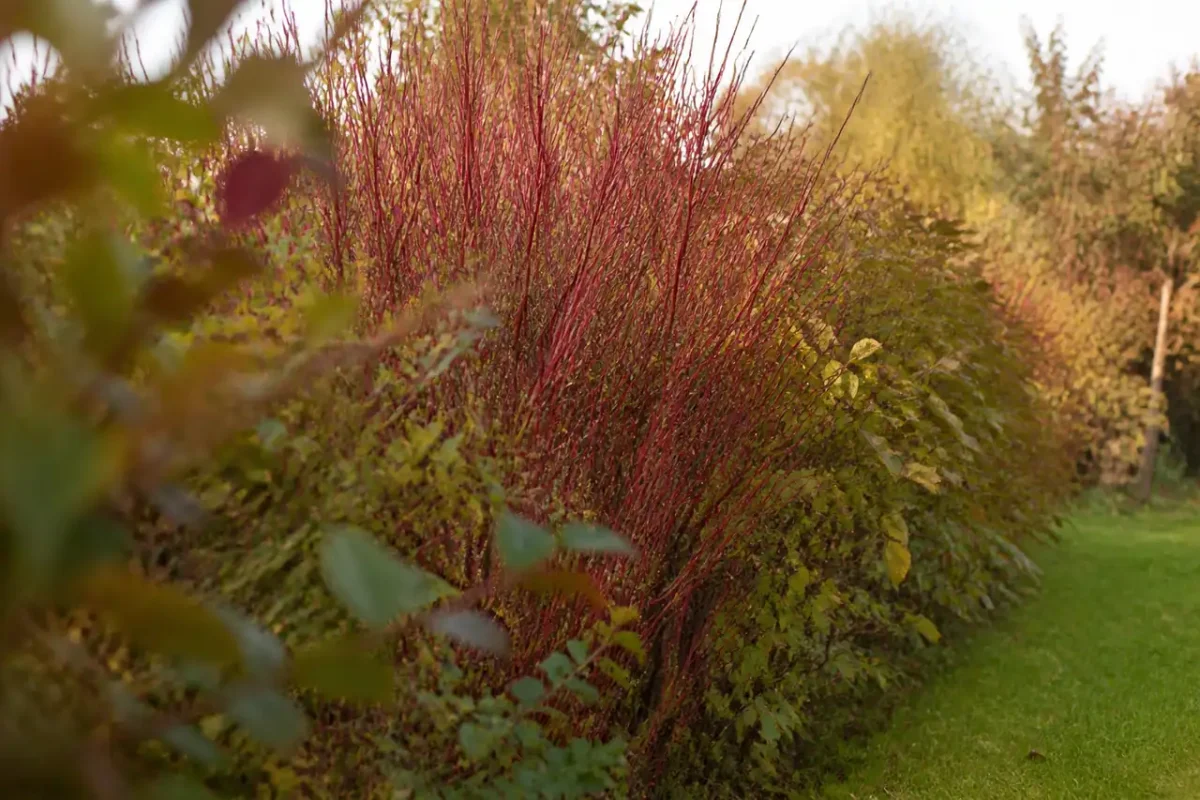 Jardin avec haie mixte de cornouiller rouge et noisetier