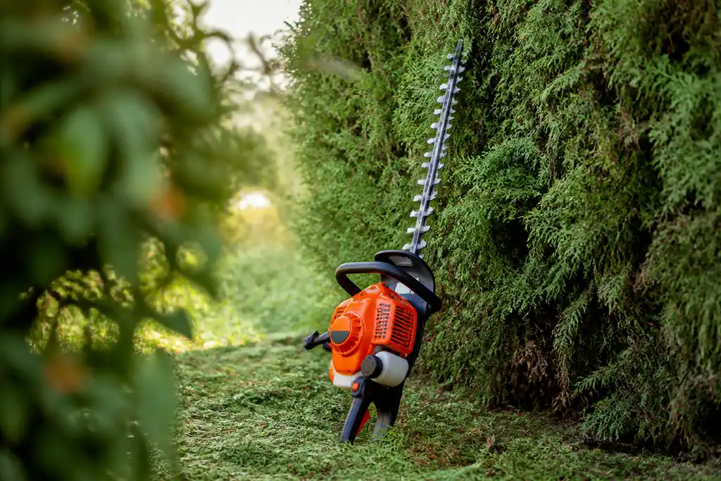 Jardinier manie un outil motorise orange devant thuyas