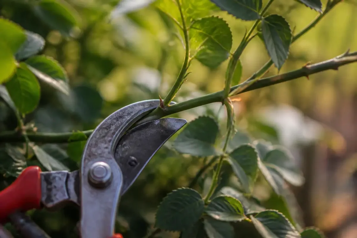 Jardinier avec secateur coupant un rameau vert