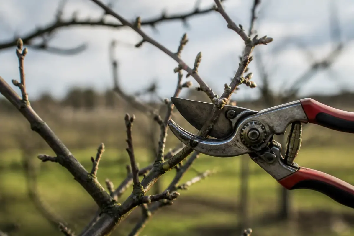 Jardinier taillant un pommier nu avec un secateur