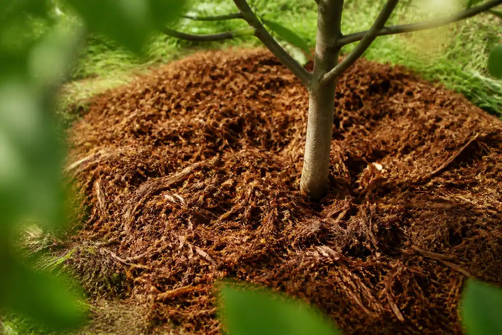 Jeune arbre entoure de paillis brun au jardin