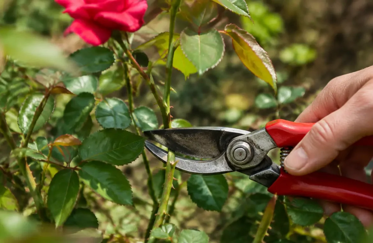 Main taillant une branche de rosier avec un secateur