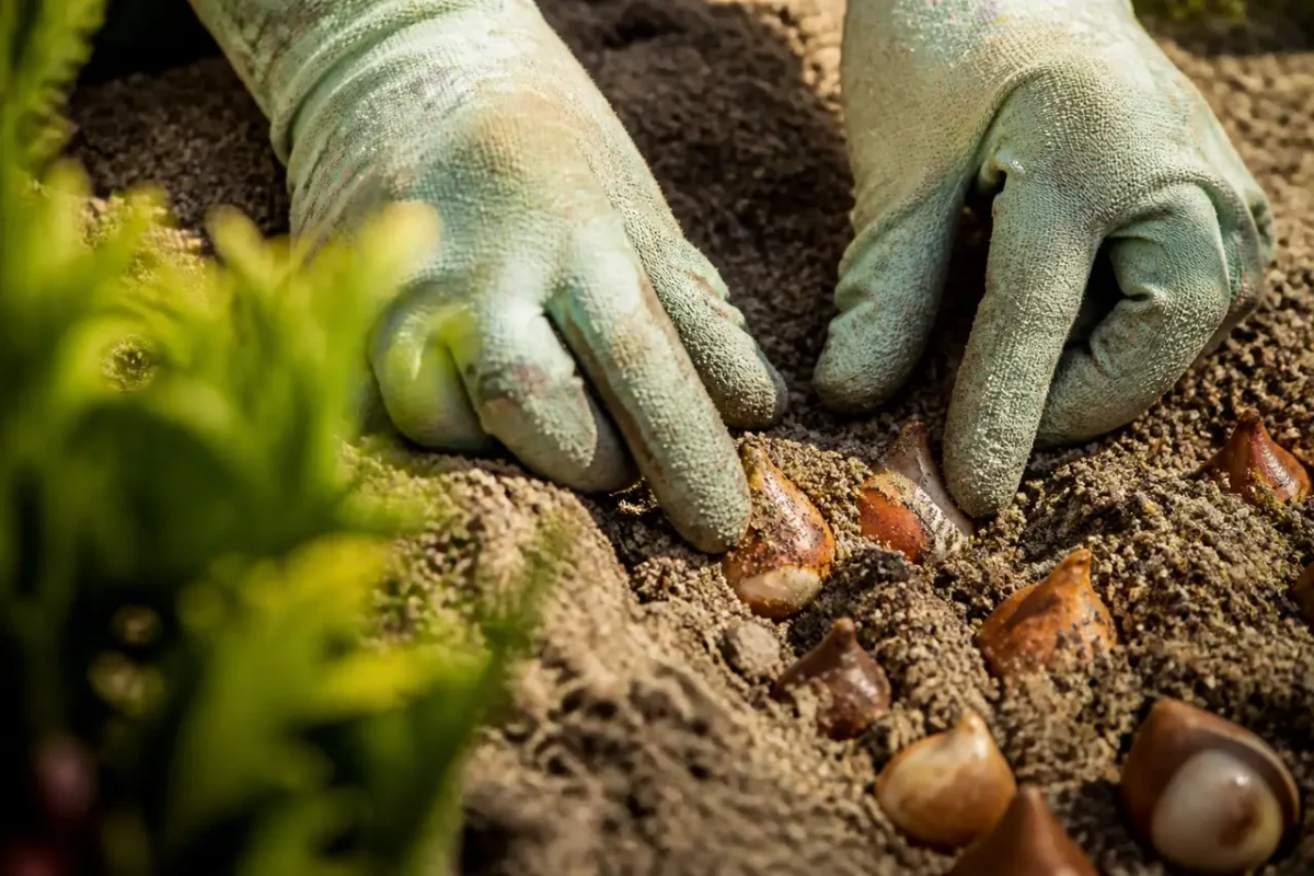 Mains gantees pressant du sable grossier autour de bulbes