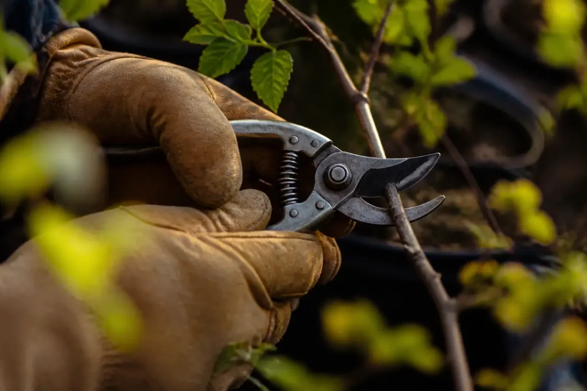 Mains gantees tenant un secateur sur une tige