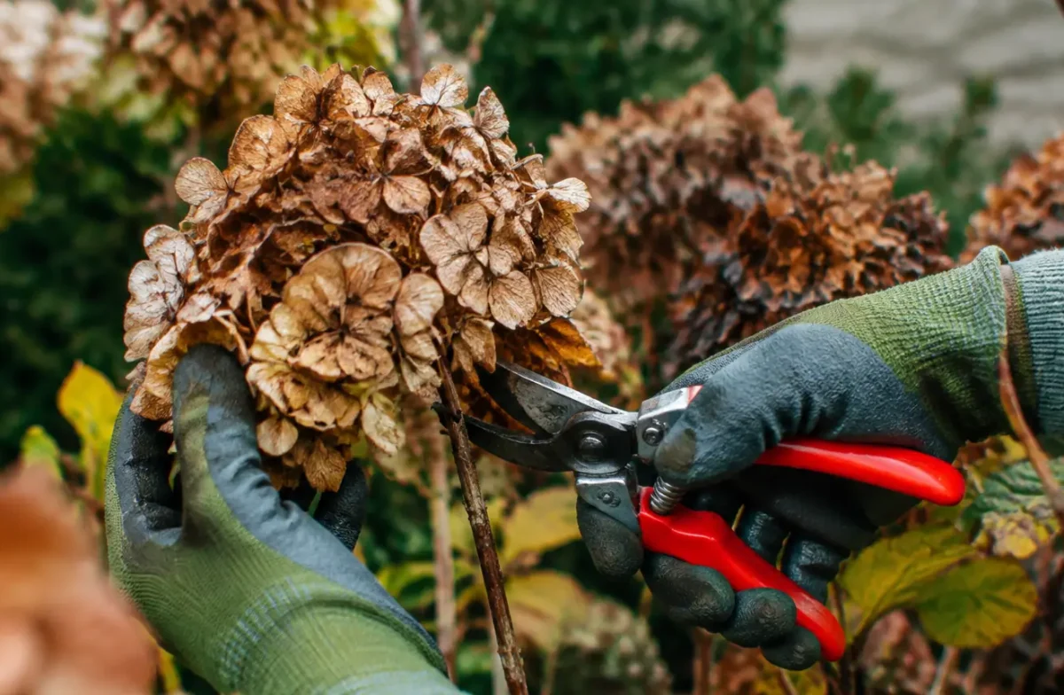 Mains gantees taillant hortensia brun avec secateur rouge