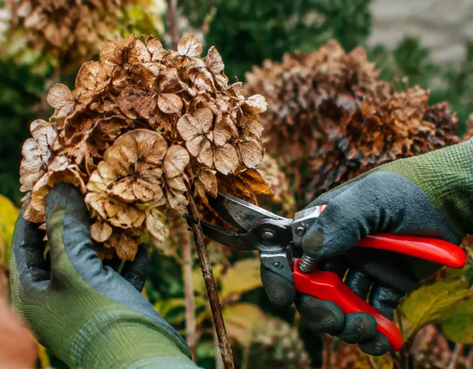 Mains gantees taillant hortensia brun avec secateur rouge