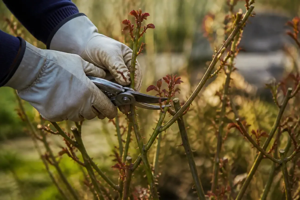 Mains gantees taillant un rosier au secateur