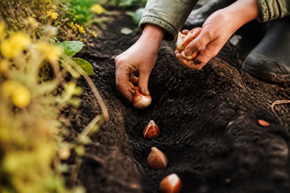 Mains plantant des bulbes dans une terre brune