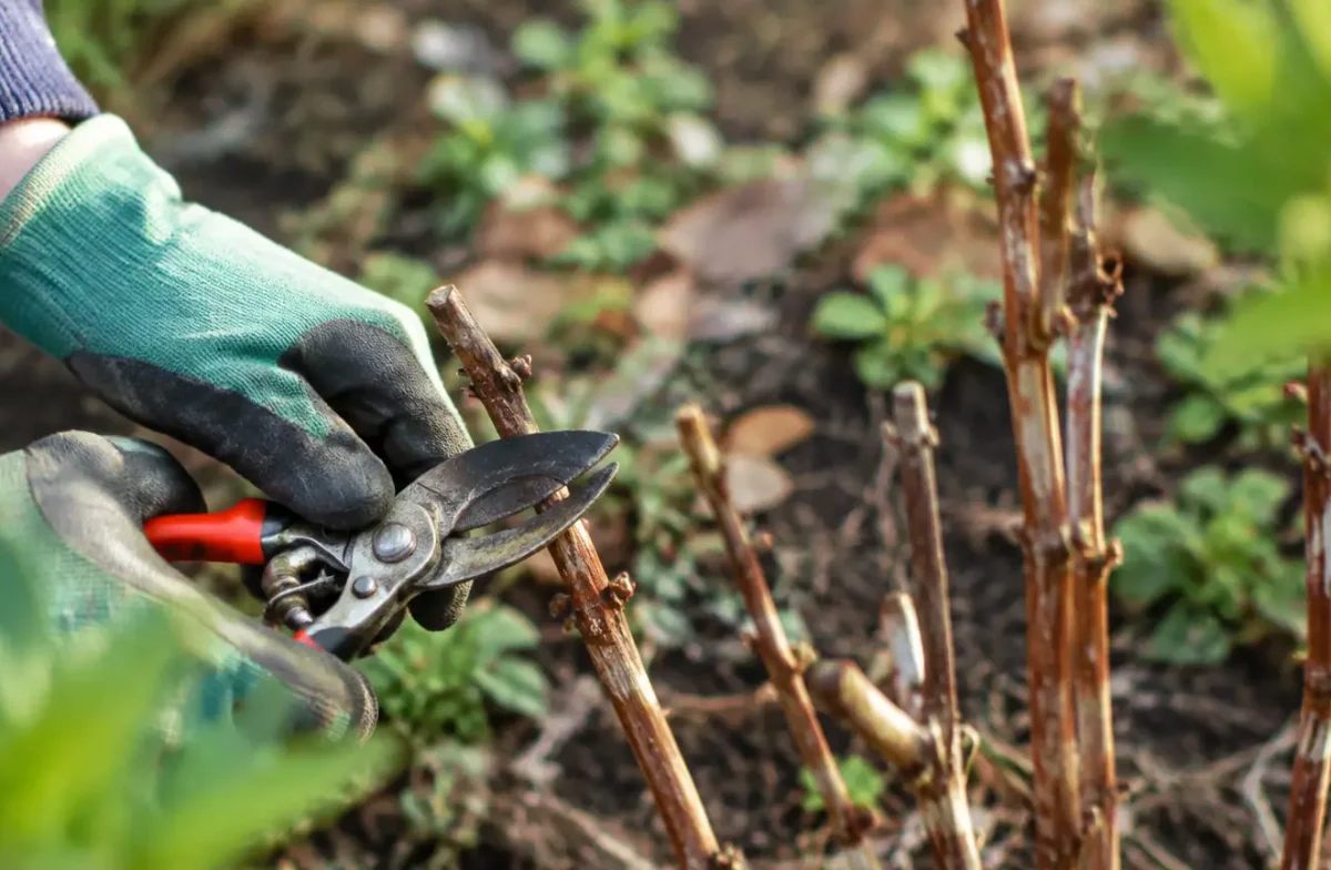 Mains taillant des cannes de framboisier au secateur