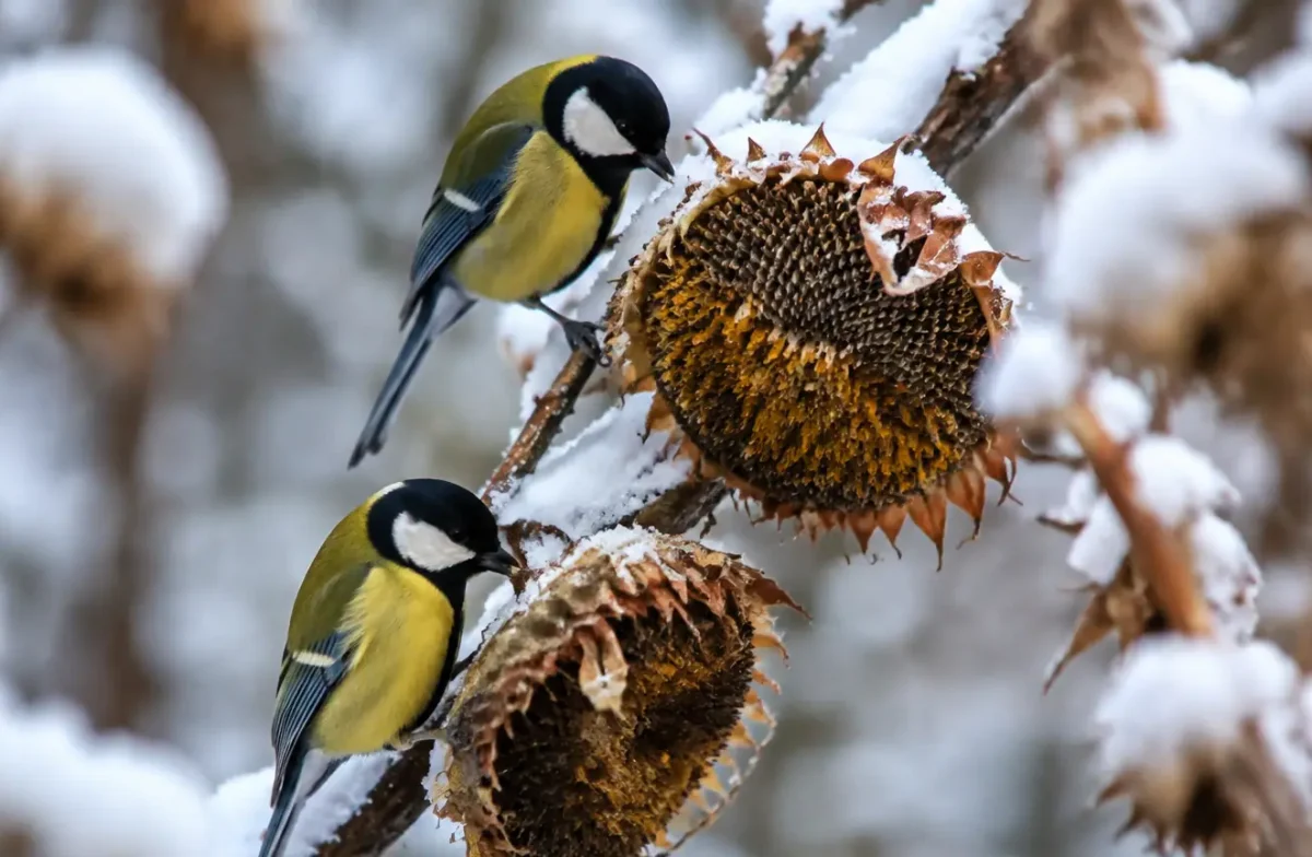 Mesanges picorant des tournesols sur une branche enneigee