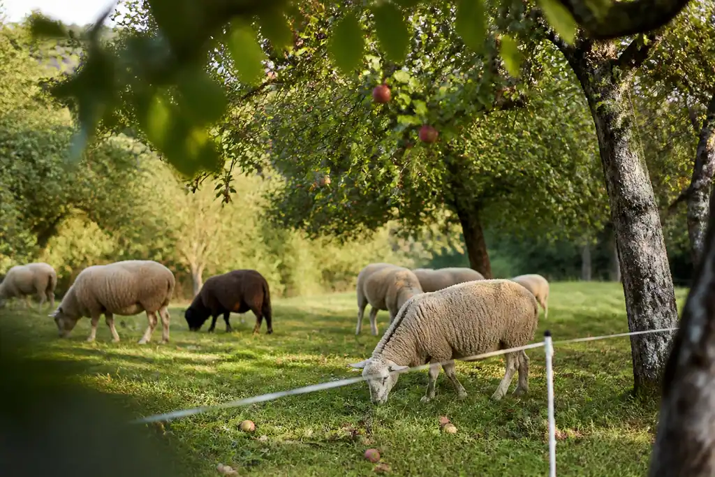 Moutons broutant sous des pommiers, filet electrique sur herbe