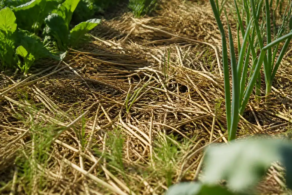 Paille brune couvrant la terre nue du potager