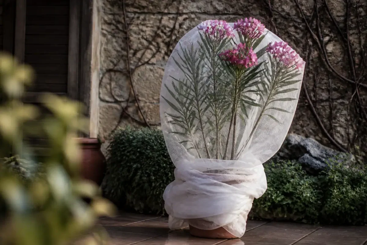 Pot de laurier-rose enveloppe dans un voile blanc