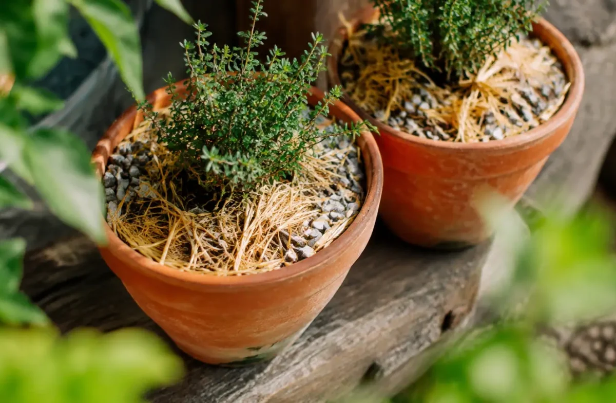 Pots de thym couverts de paille et de gravier