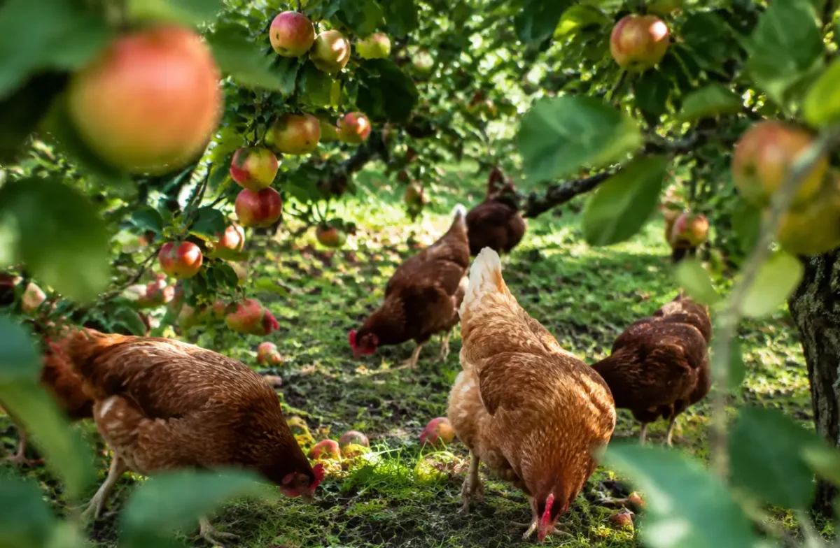 Poules picorant entre des pommiers aux branches basses