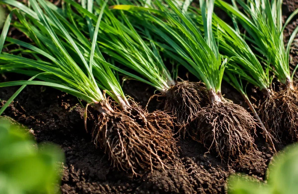 Rangee de plants verts filaments coupes poses sur terre