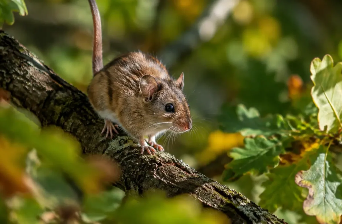 Rongeur accroche sur une branche de chene, queue dressee