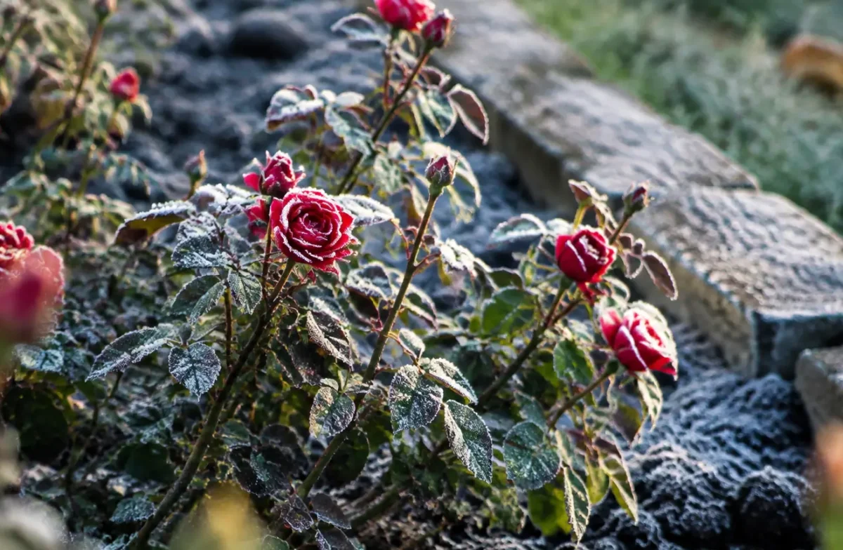 Rosiers entoures de terre au pied sous givre blanc