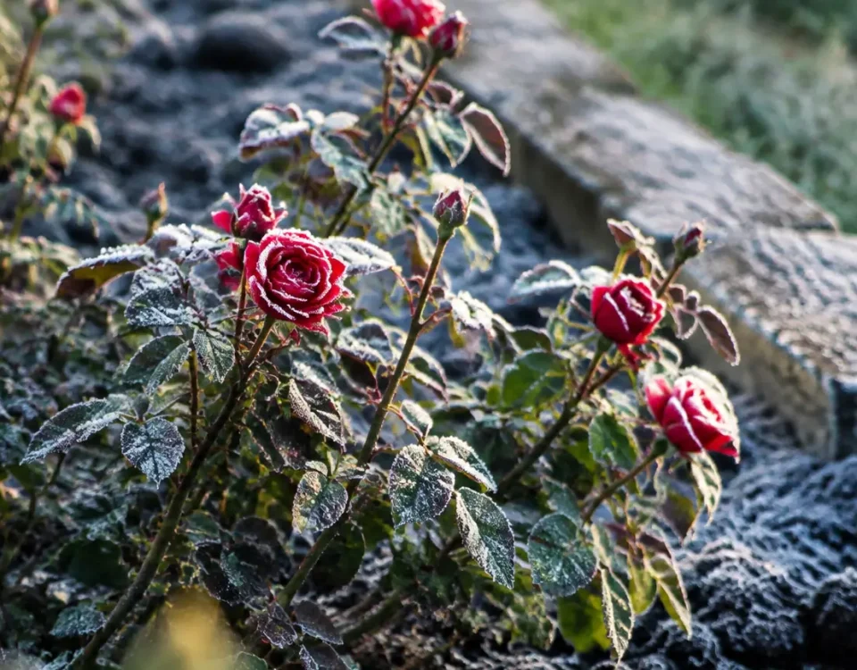 Rosiers entoures de terre au pied sous givre blanc