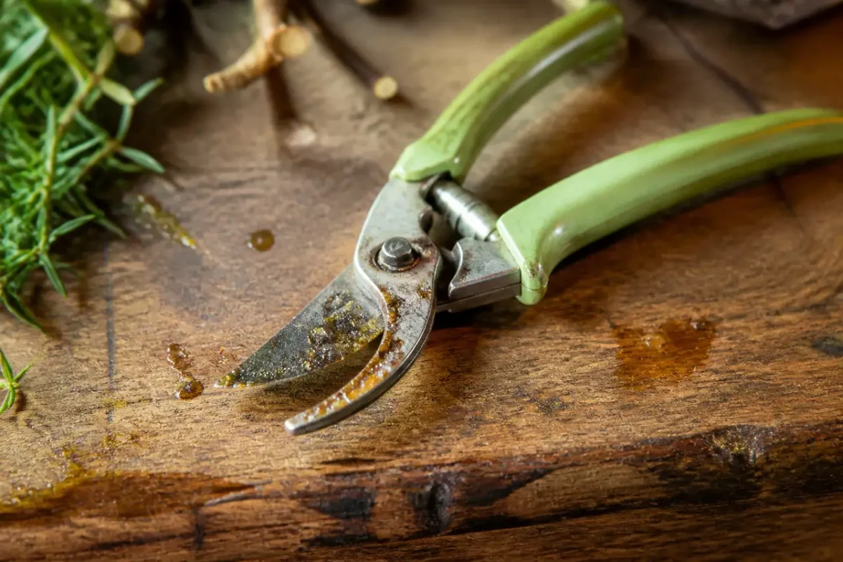 Secateur tache de resine sur etabli en bois