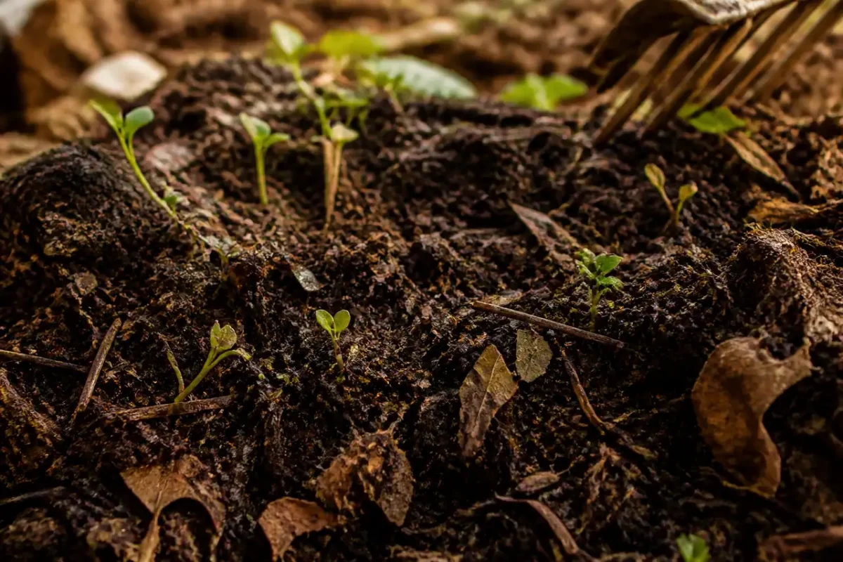 Tas de compost brun sombre avec petites pousses vertes