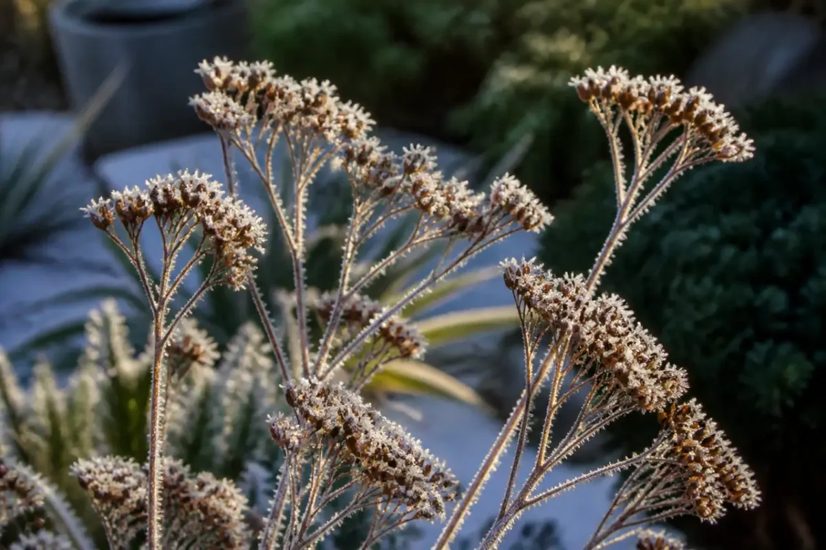 Tiges brunes couvertes de givre dans un jardin
