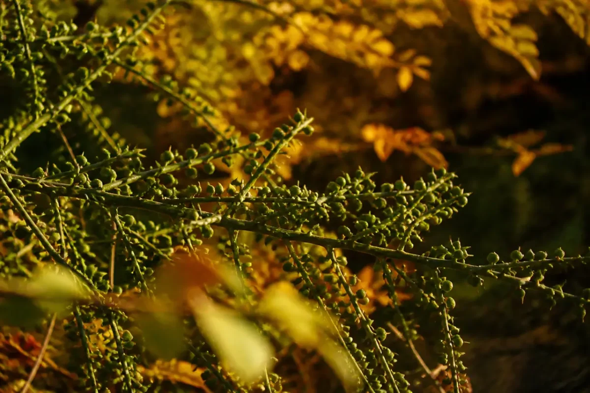 Tiges epineuses couvertes de boutons verts en automne