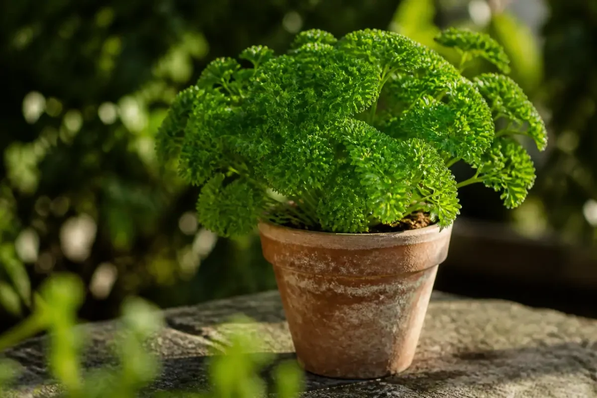 Touffe de persil frais dans un pot en terre