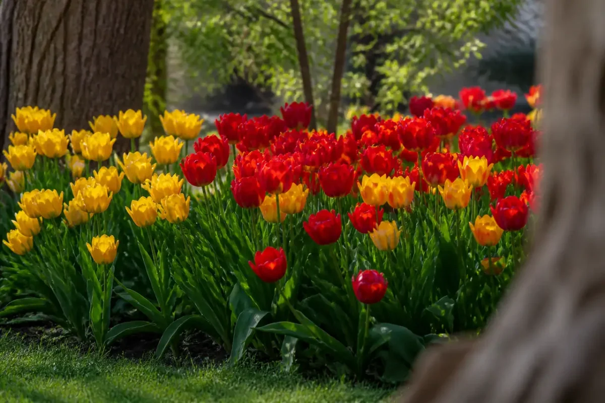 Touffes denses de tulipes rouges et jaunes au jardin