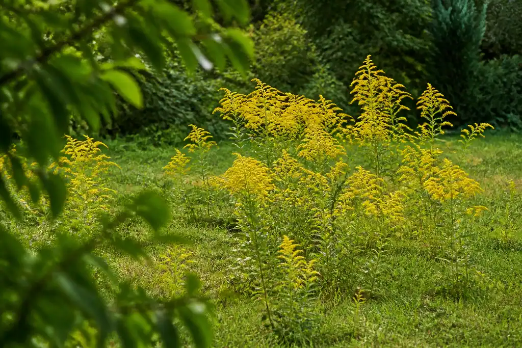 Touffes de solidages jaunes envahissant une pelouse de jardin