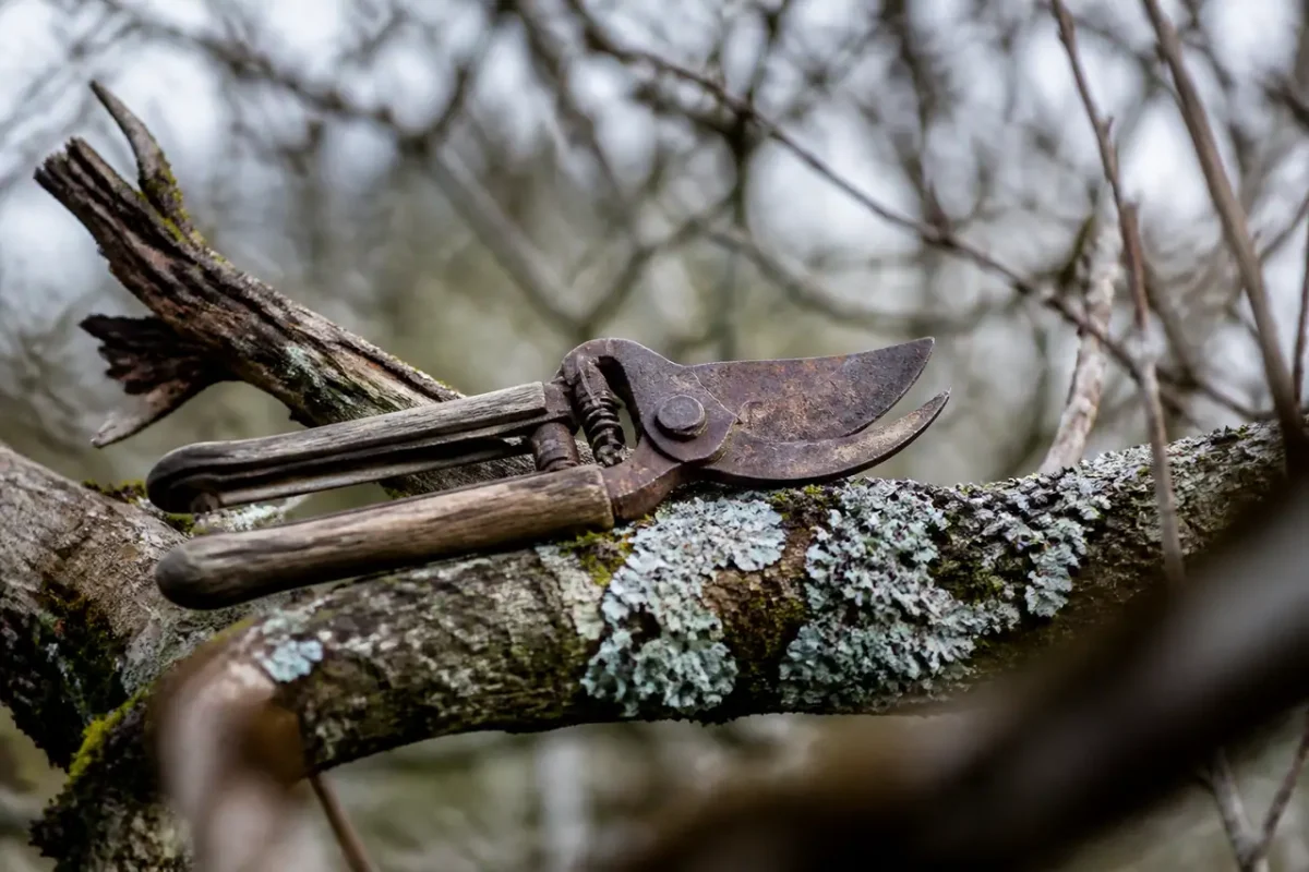 Vieux secateur pose sur une branche morte en hiver