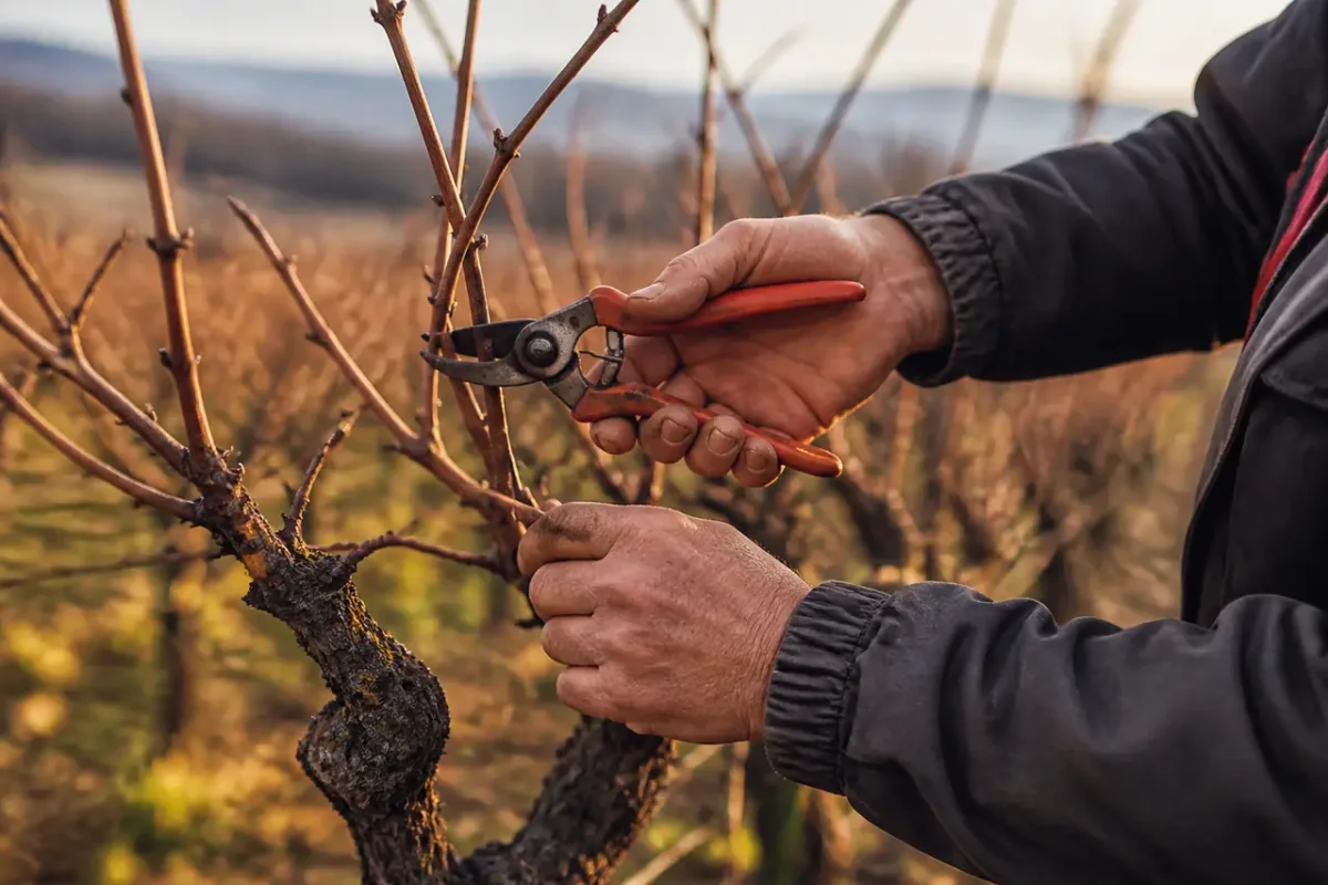 Vigneron taille des sarments nus avec un secateur rouge